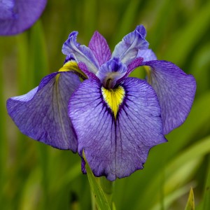 Shiryukyo Pseudata Iris, Iris x 'Shiryukyo'